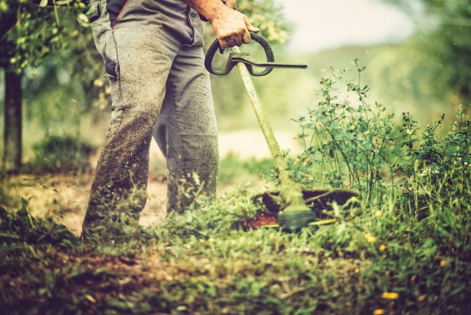 Gardener mows with string trimmer.