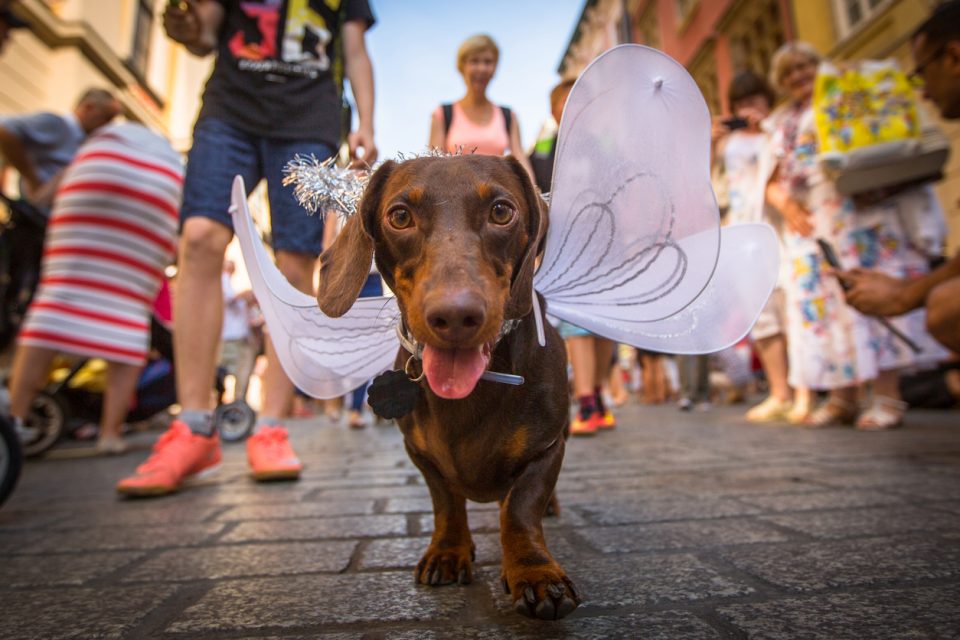 Don't Miss the Do Dah Day Pet Parade in Birmingham, AL